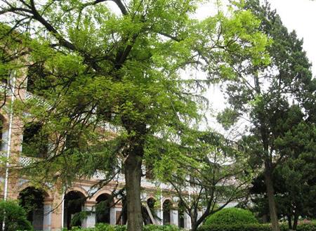 華東政法大學(xué)校園圖片_大學(xué)圖片2