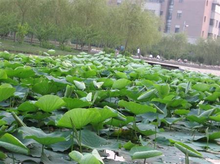 沈陽工程學(xué)院校園圖片_大學(xué)圖片3