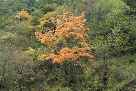棉花加工與檢驗(yàn)專業(yè)詳解及就業(yè)方向